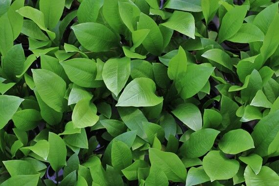 Dennerle Plants - Echinodorus grisebachii Bleherae POT