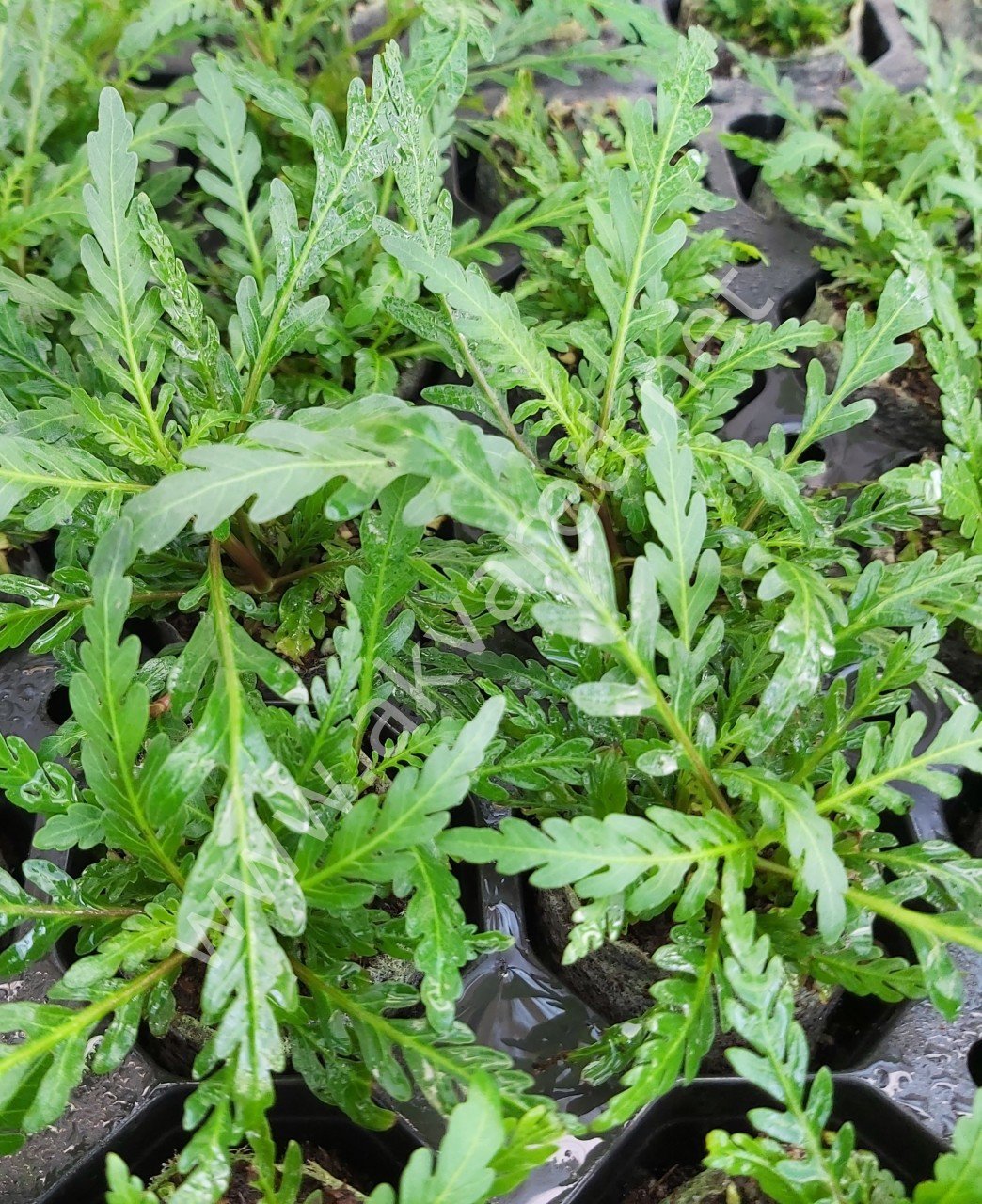 Hygrophila pinnatifida BUKET