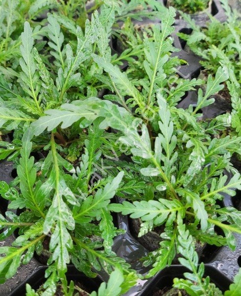 Hygrophila pinnatifida BUKET 