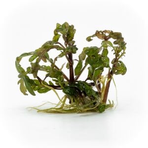 Hygrophila pinnatifida EXVITRO