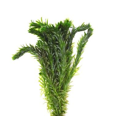 Dennerle Plants - Egeria densa Special POT