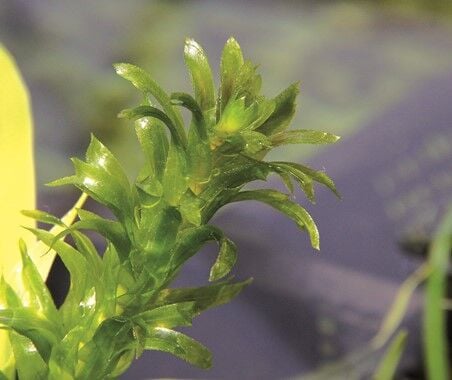 Dennerle Plants - Egeria densa Special POT