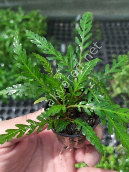Hygrophila pinnatifida EXVITRO