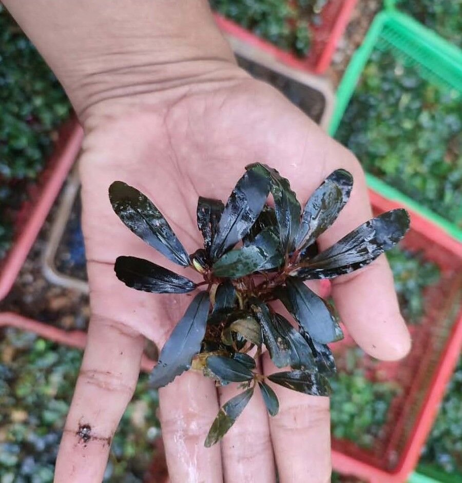 Akvared - Bucephalandra red line 10X10 CM PORSİYON