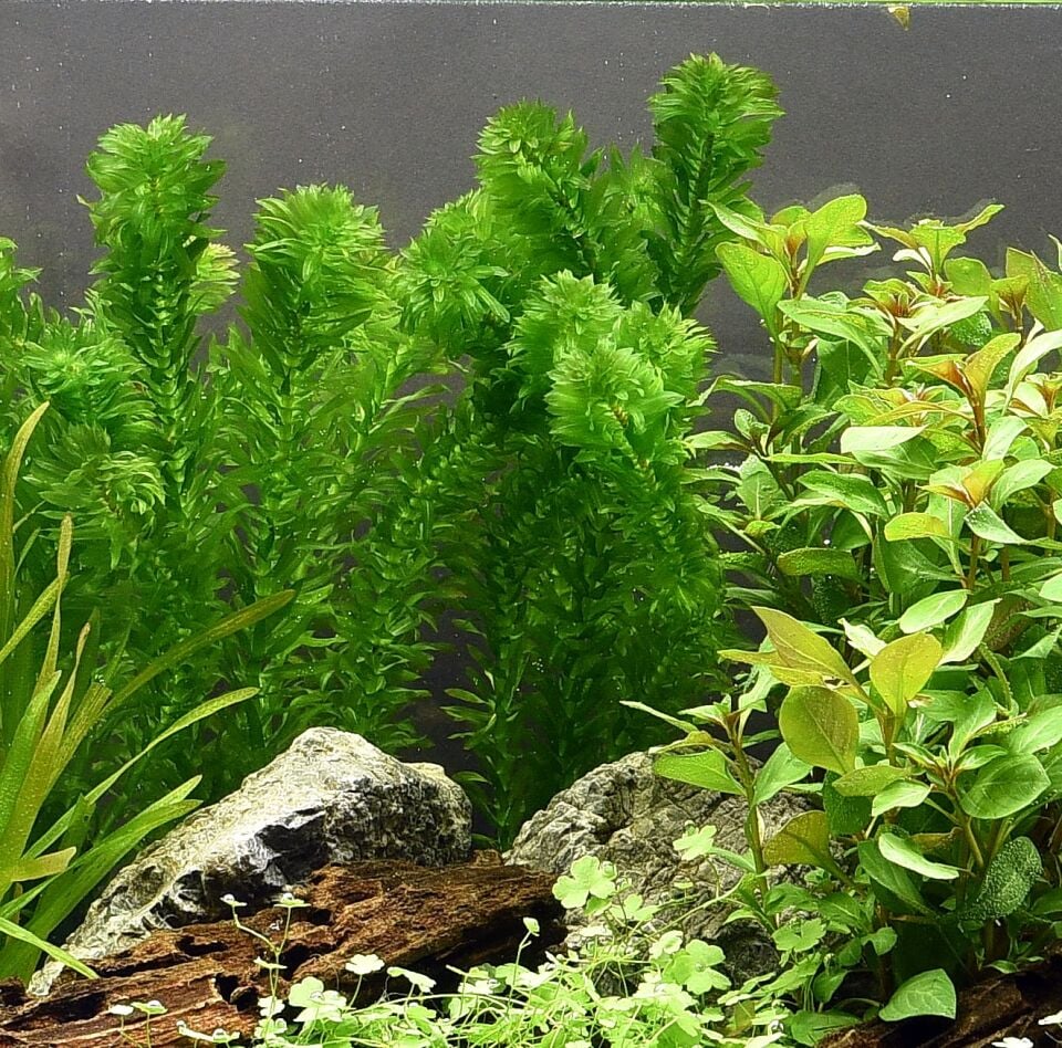 Dennerle Plants - Egeria densa Tropical POT