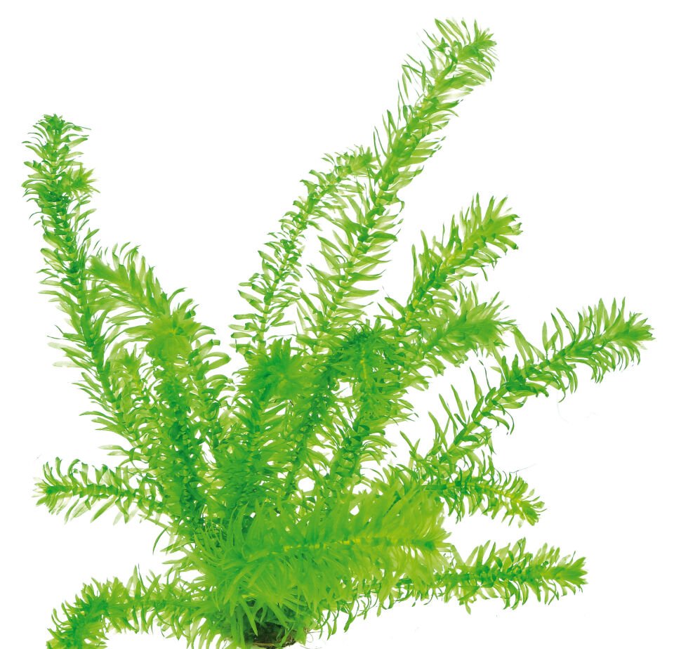 Dennerle Plants - Egeria densa Tropical POT