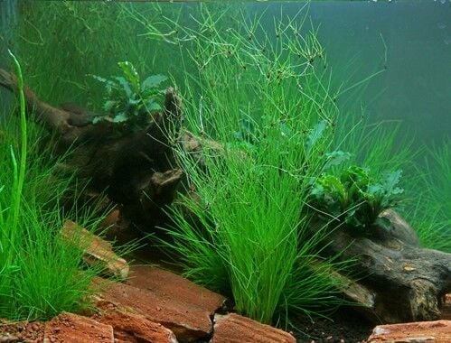 Dennerle Plants - Eleocharis vivipara POT