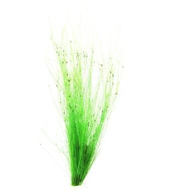 Dennerle Plants - Eleocharis vivipara POT