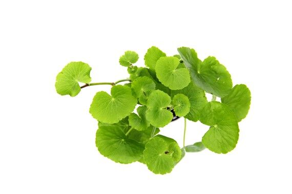 Dennerle Plants - Hydrocotyle leucocephala POT