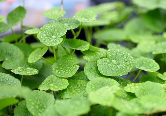 Dennerle Plants - Hydrocotyle leucocephala POT
