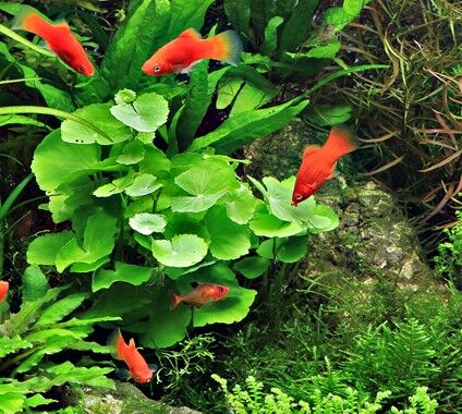 Dennerle Plants - Hydrocotyle leucocephala POT