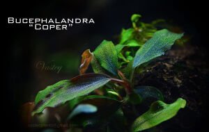Bucephalandra dark cooper PORSİYON 10x10 cm