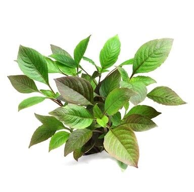 Dennerle Plants - Hygrophila corymbosa POT