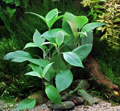 Dennerle Plants - Hygrophila corymbosa POT