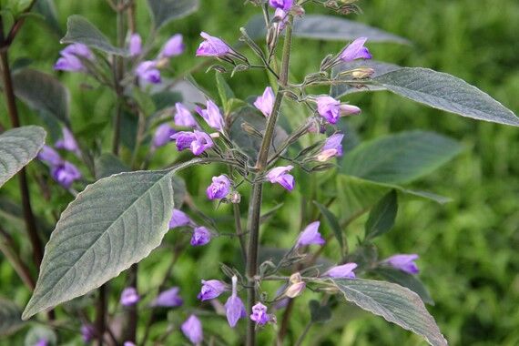 Dennerle Plants - Hygrophila corymbosa POT