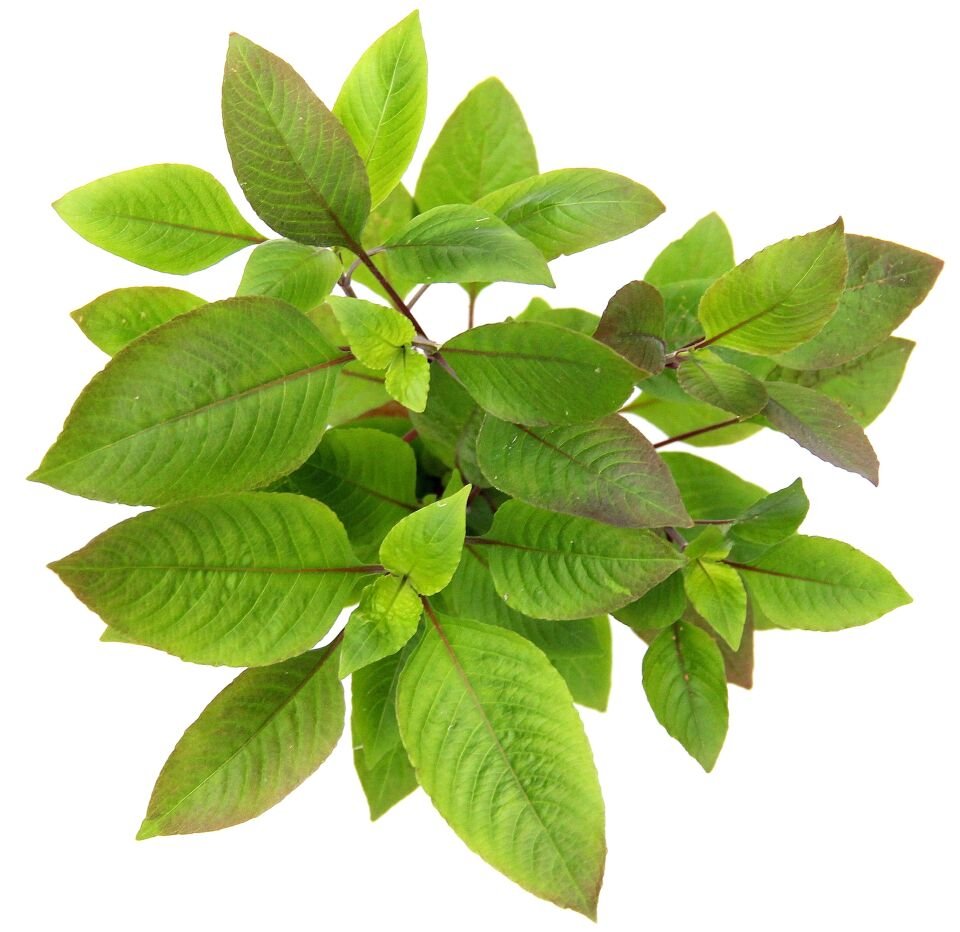 Dennerle Plants - Hygrophila corymbosa POT