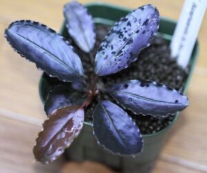 Bucephalandra dark melon PORSİYON 10x10 cm