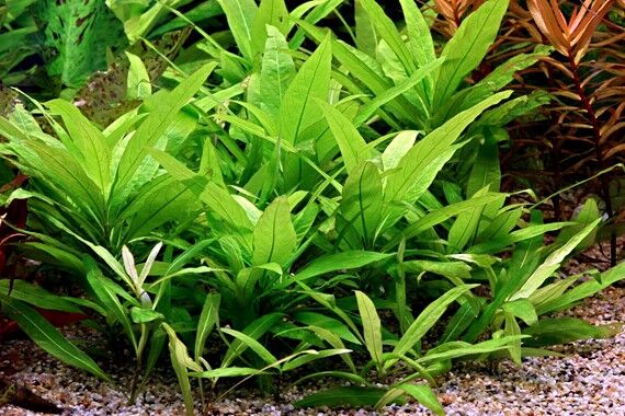 Dennerle Plants - Hygrophila corymbosa Stricta POT