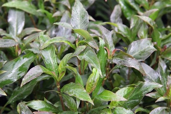 Dennerle Plants - Hygrophila corymbosa Stricta POT
