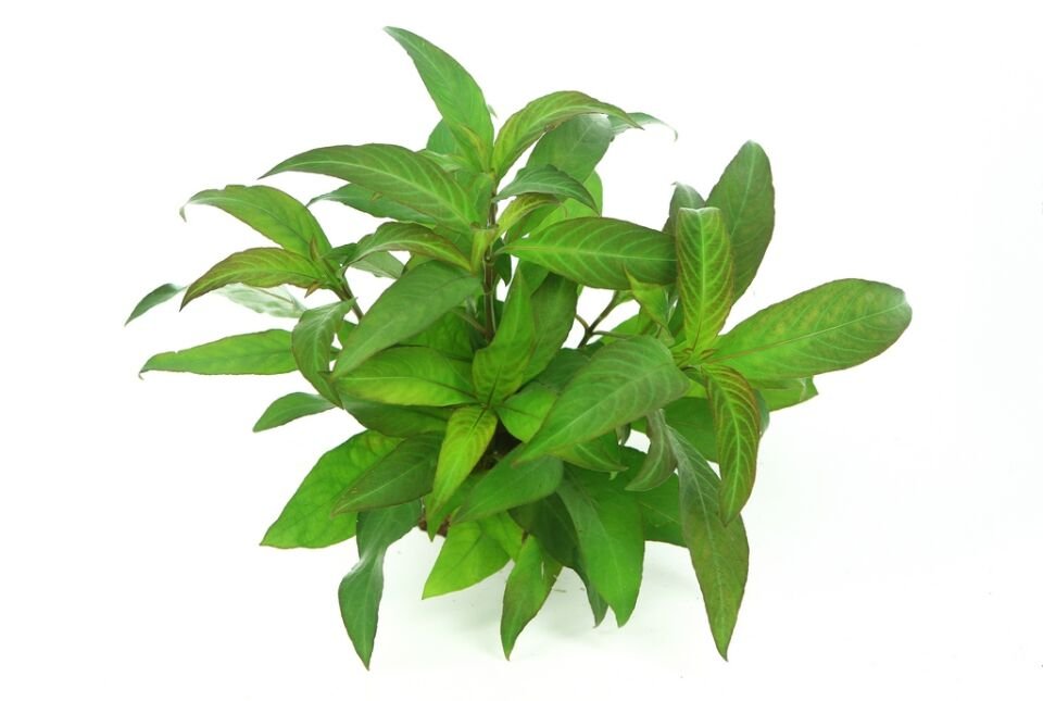 Dennerle Plants - Hygrophila corymbosa Stricta POT