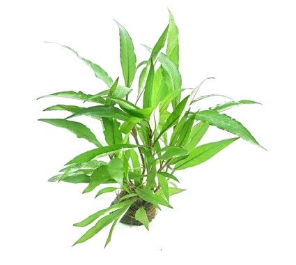Dennerle Plants - Hygrophila corymbosa Thailand POT
