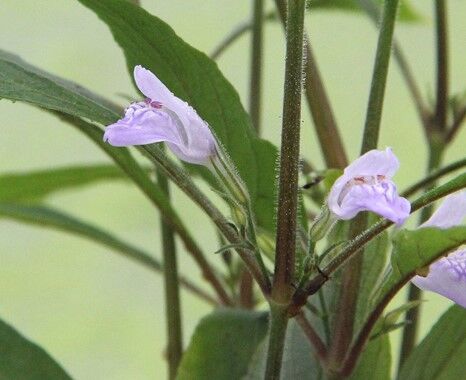 Dennerle Plants - Hygrophila corymbosa Thailand POT