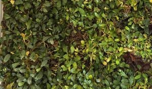 Bucephalandra ovalia PORSİYON 10x10 cm