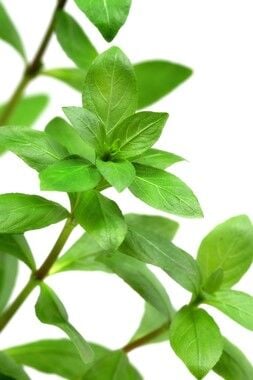 Dennerle Plants - Hygrophila polysperma POT