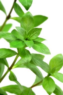 Dennerle Plants - Hygrophila polysperma POT