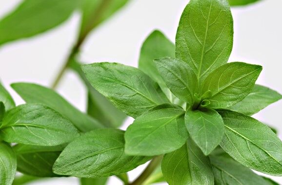 Dennerle Plants - Hygrophila polysperma POT