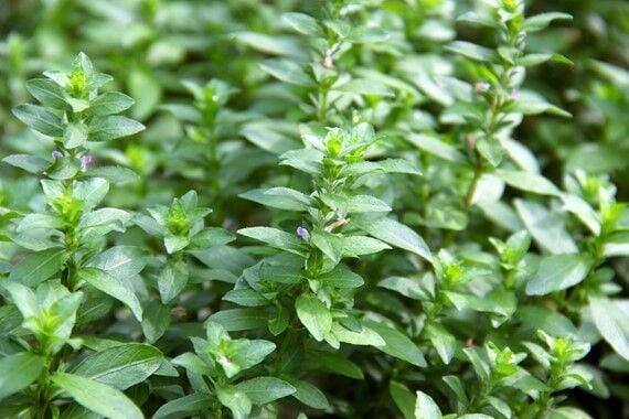 Dennerle Plants - Hygrophila polysperma POT