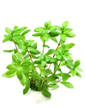 Dennerle Plants - Hygrophila polysperma POT