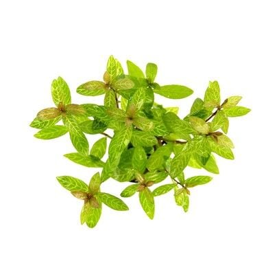 Dennerle Plants - Hygrophila polysperma Sunset POT