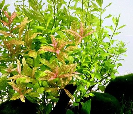 Dennerle Plants - Hygrophila polysperma Sunset POT