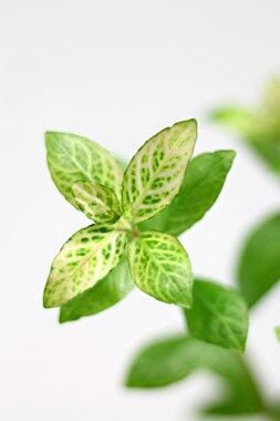 Dennerle Plants - Hygrophila polysperma Sunset POT