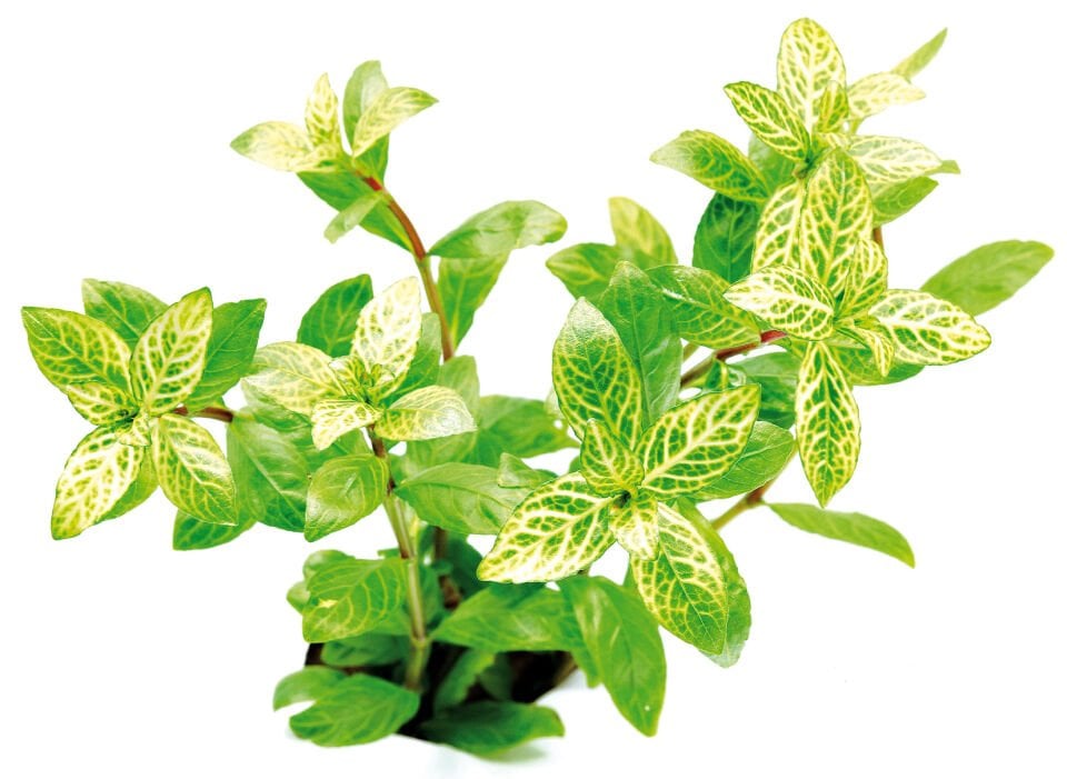 Dennerle Plants - Hygrophila polysperma Sunset POT