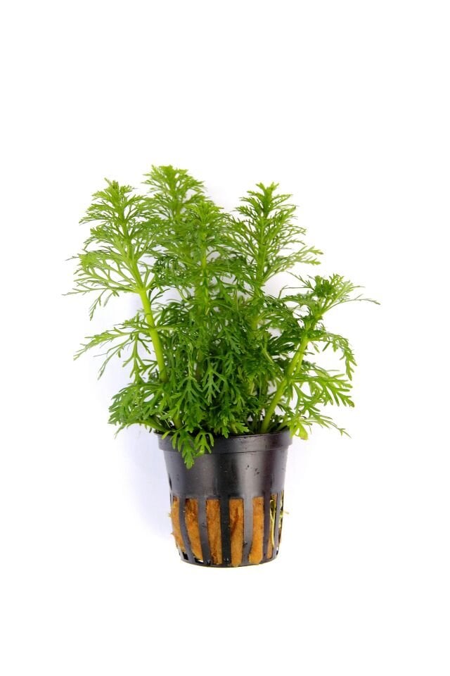 Dennerle Plants - Limnophila sessiliflora POT