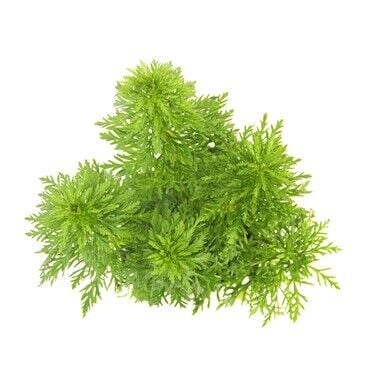 Dennerle Plants - Limnophila sessiliflora POT