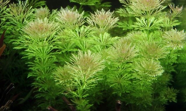 Dennerle Plants - Limnophila sessiliflora POT