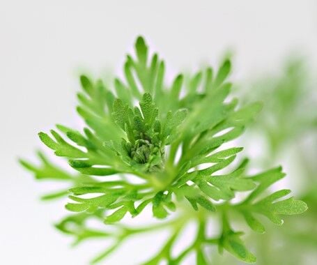 Dennerle Plants - Limnophila sessiliflora POT