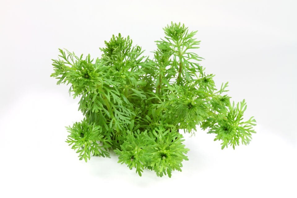 Dennerle Plants - Limnophila sessiliflora POT