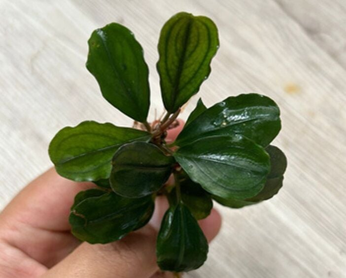 Bucephalandra brownie helena 2013 PORSİYON 10x10 cm