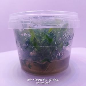 Hygrophila salicifolia narrow leaf IN VITRO CUP