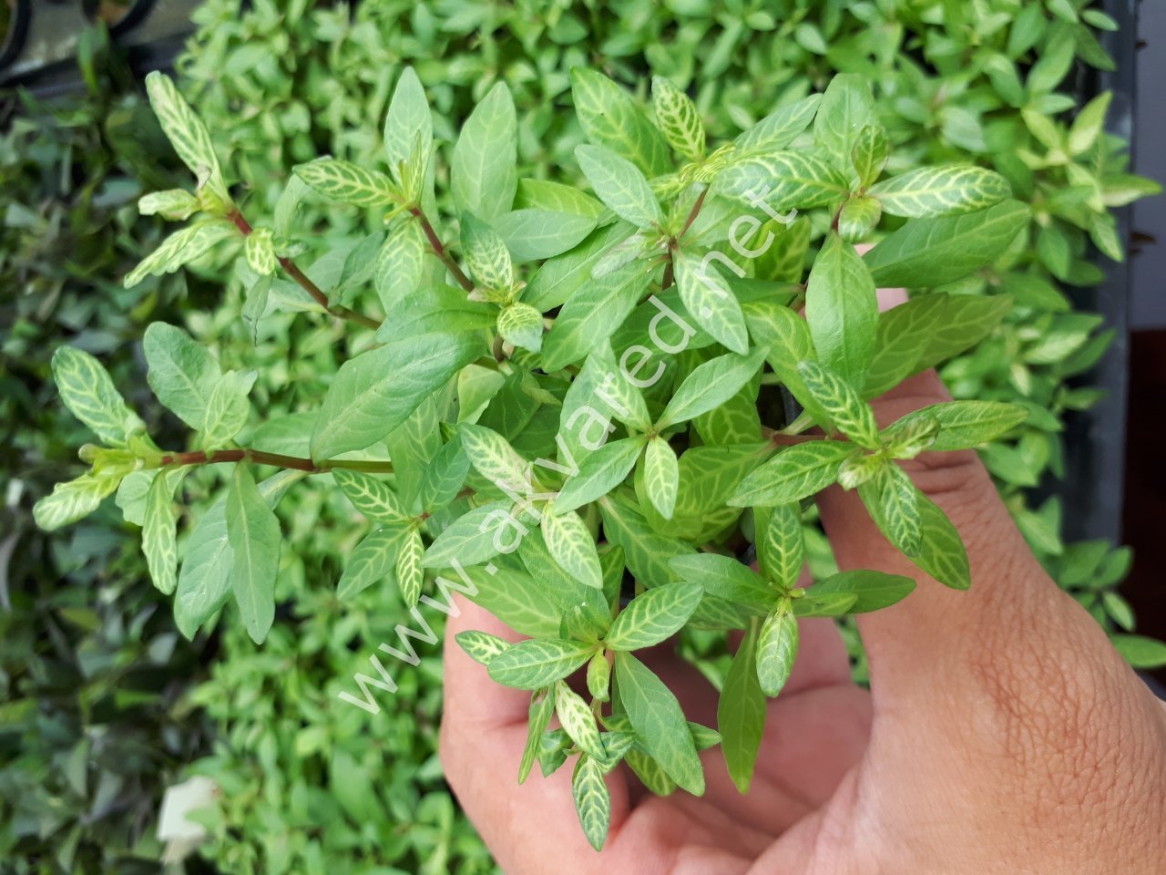 Hygrophila rosanervis EXVITRO