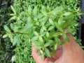 Hygrophila rosanervis EXVITRO