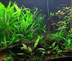 Hygrophila salicifolia narrow leaf IN VITRO CUP