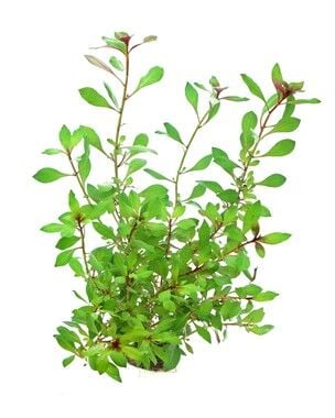 Dennerle Plants - Ludwigia repens Rubin POT