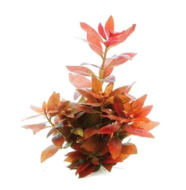Dennerle Plants - Ludwigia repens Rubin POT