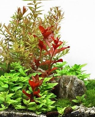 Dennerle Plants - Ludwigia repens Rubin POT