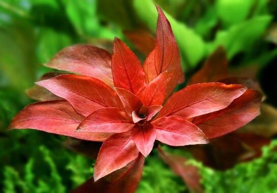 Dennerle Plants - Ludwigia repens Rubin POT